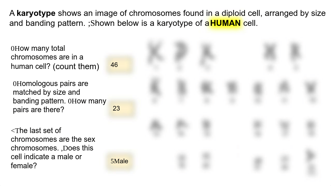 ABALOS AIDEN - #2.7 - Tasmanian Devil  Karyotype.pdf_dp1d705ex85_page3