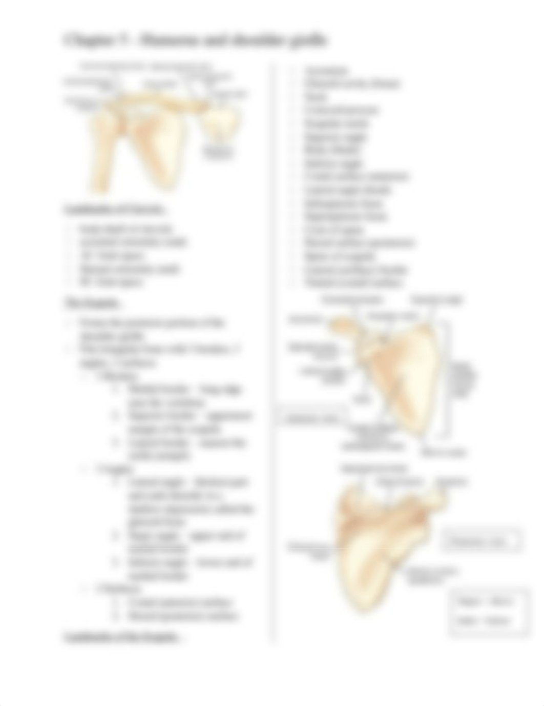 CH 5 - Humerus and Shoulder Girdle.docx_dp1kjlpkoou_page2