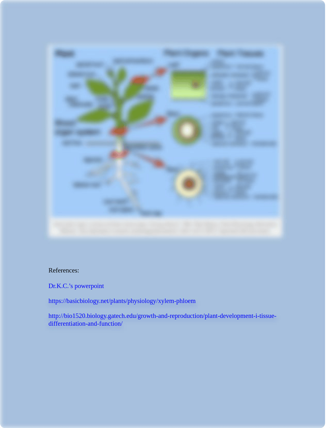 Lab3_ObservationPlantCells_answerkey 2.pdf_dp1vd0r5b09_page2