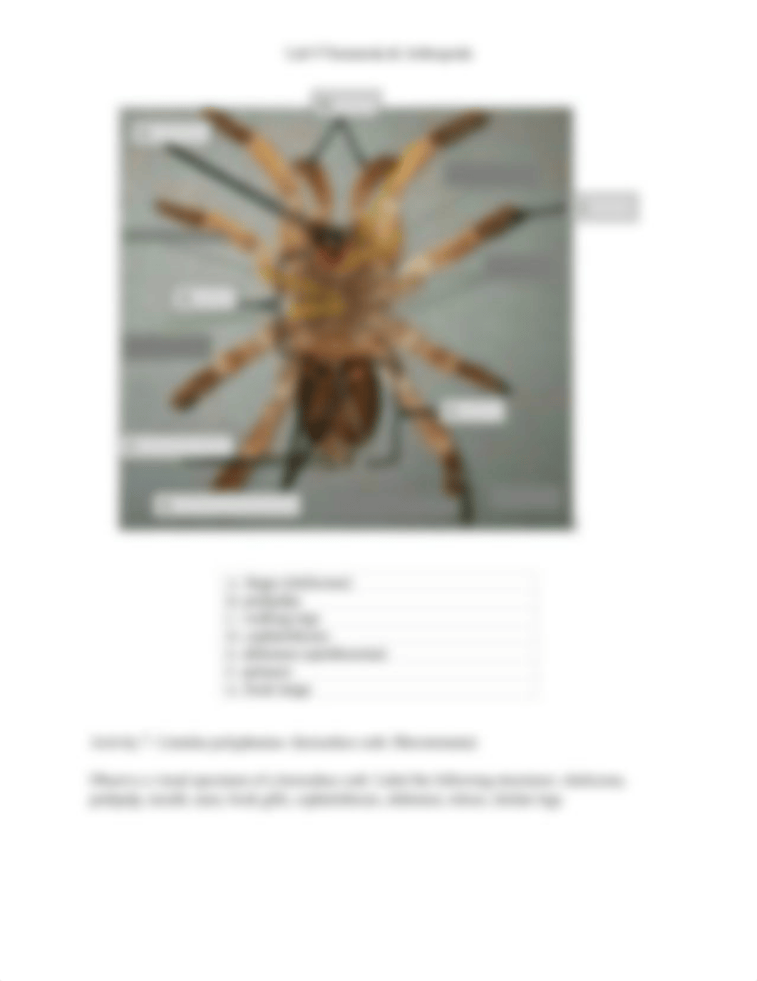 9_Nematoda_Arthropoda 0 (1).docx_dp1wclrthjo_page3