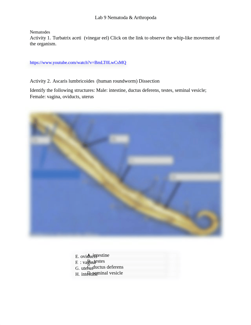 9_Nematoda_Arthropoda 0 (1).docx_dp1wclrthjo_page1