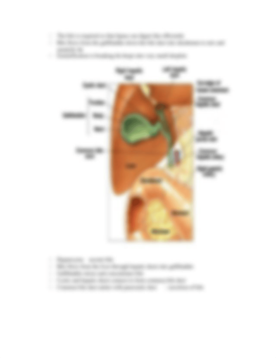 3. The Pancreas.docx_dp2ga3iceph_page3