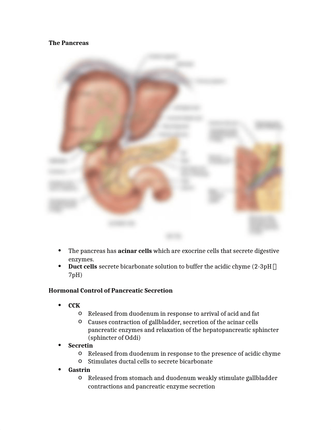 3. The Pancreas.docx_dp2ga3iceph_page1