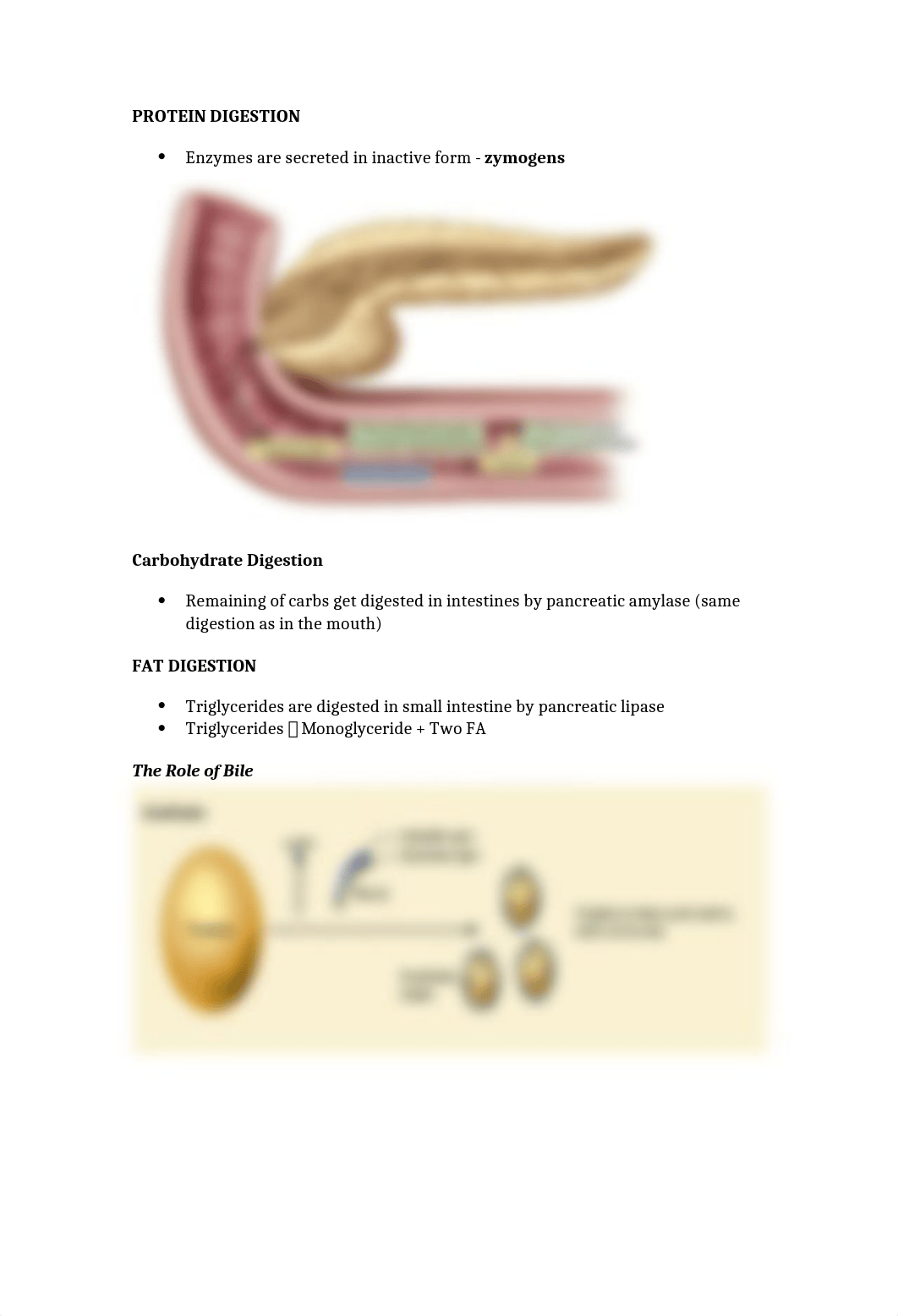 3. The Pancreas.docx_dp2ga3iceph_page2