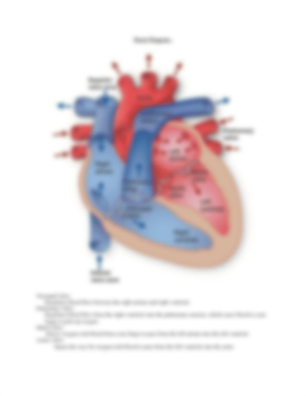 CCRN Prep:Cardiology Notes.docx_dp2jkfmw6ai_page3