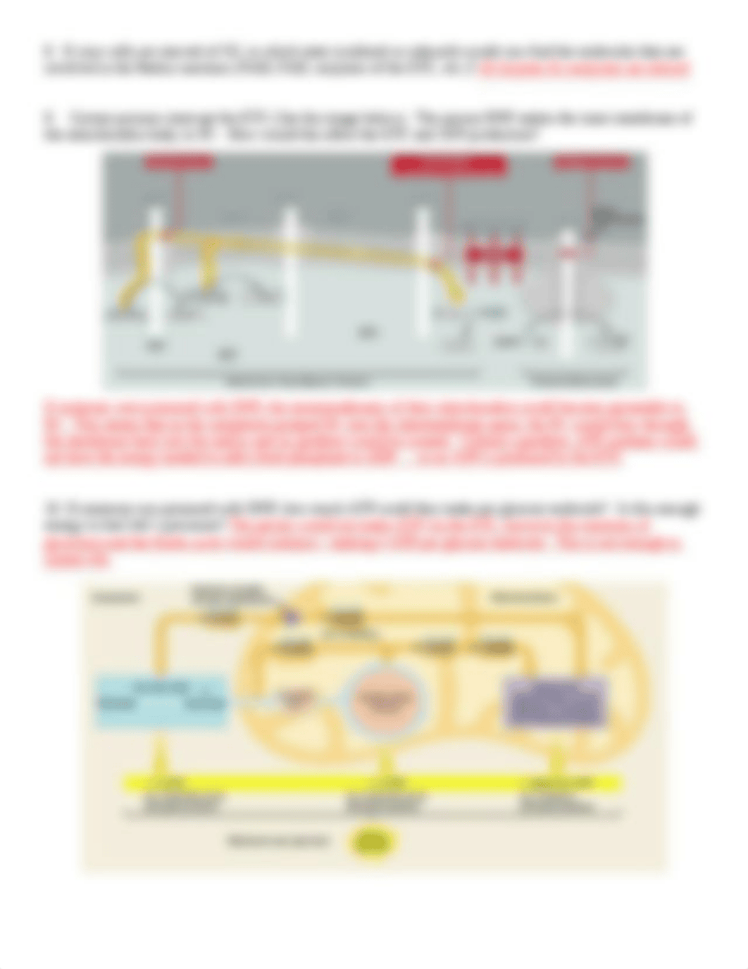 Review Questions Key_Lecture 16_Glycolysis and Kreb Cycle(1).doc_dp2kxz4exrn_page3