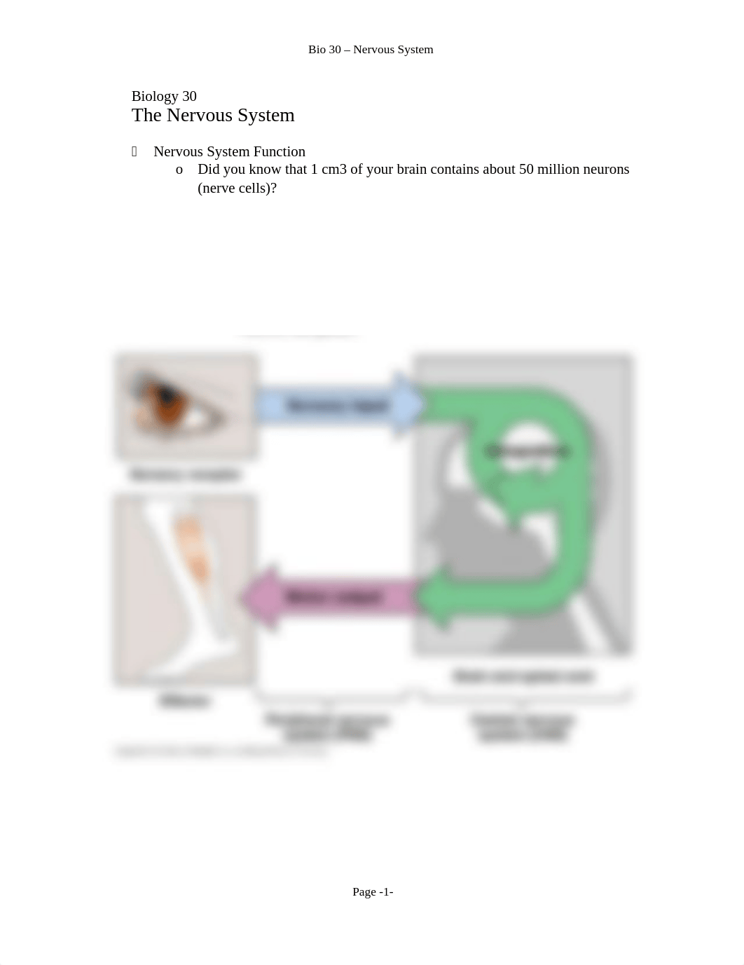 Bio 30 -Nervous System.doc_dp2sei2ebdz_page1