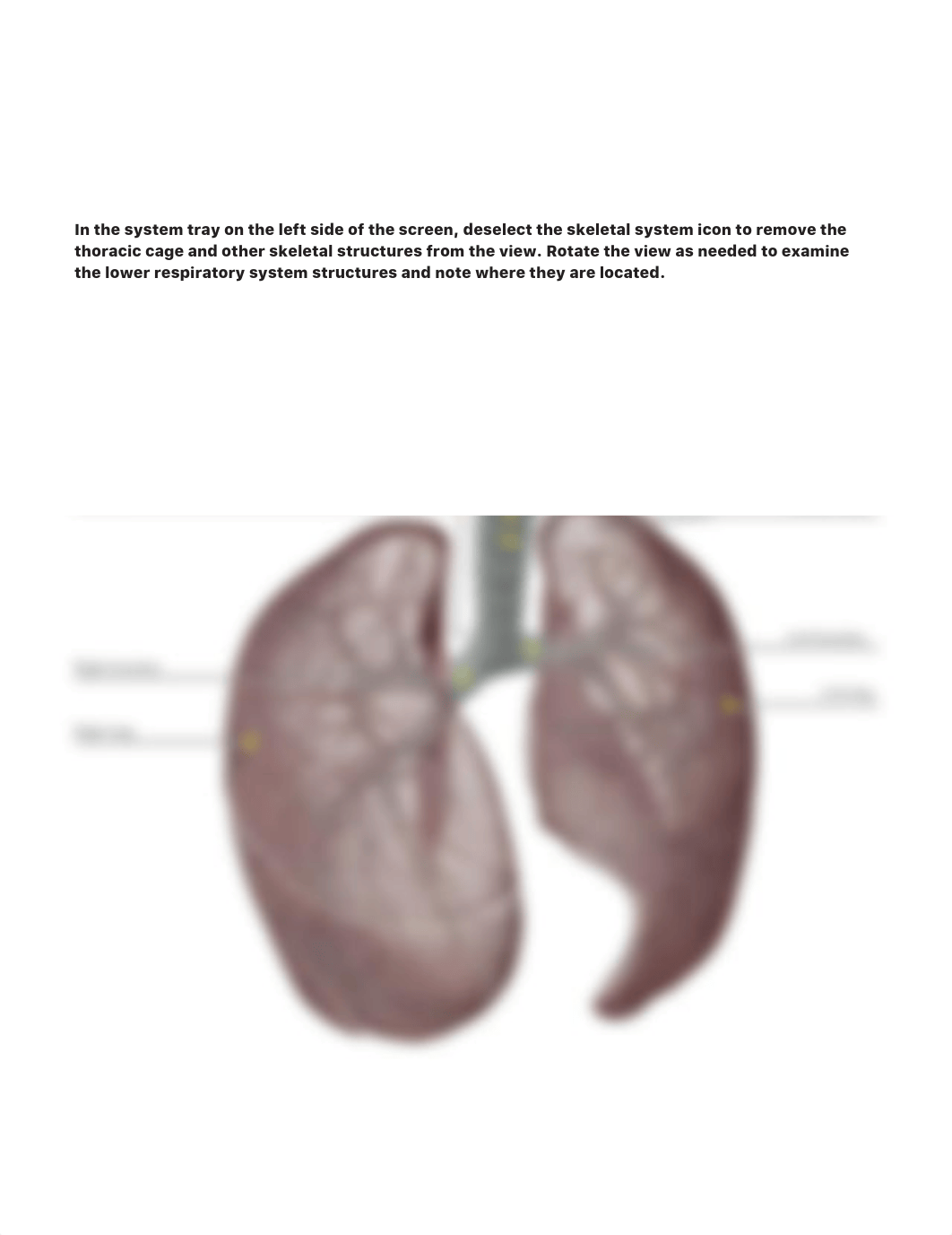 lab_manual_respiratory_atlas.pdf_dp32czy4tl7_page5