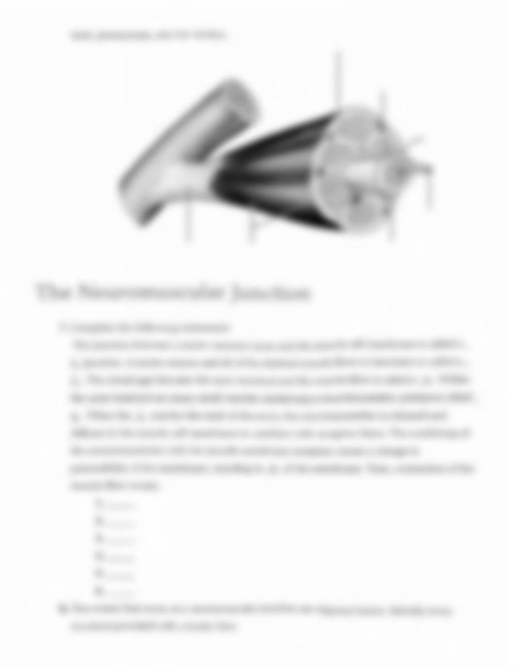 Ex12 Review sheet - Microscopic Anatomy and Organization of Skeletal Muscle.pdf_dp3bod9yte1_page3