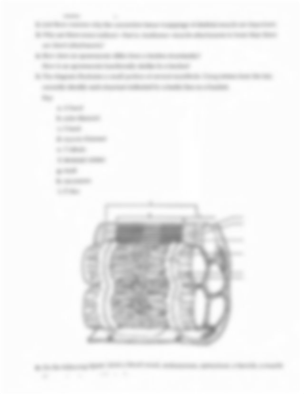 Ex12 Review sheet - Microscopic Anatomy and Organization of Skeletal Muscle.pdf_dp3bod9yte1_page2