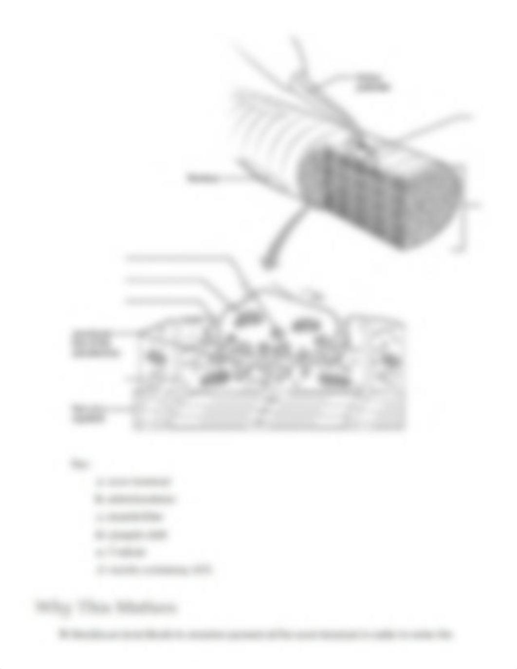 Ex12 Review sheet - Microscopic Anatomy and Organization of Skeletal Muscle.pdf_dp3bod9yte1_page4