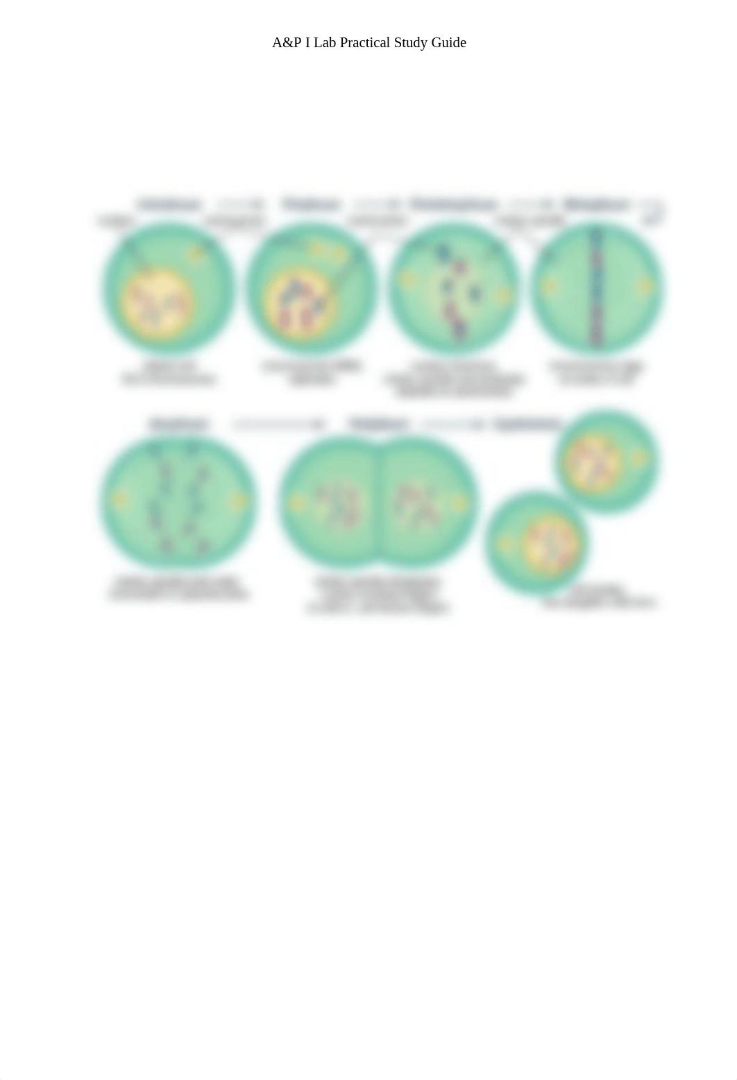 A&P I Lab Practical #1 Study Guide.docx_dp3vwhzspix_page4