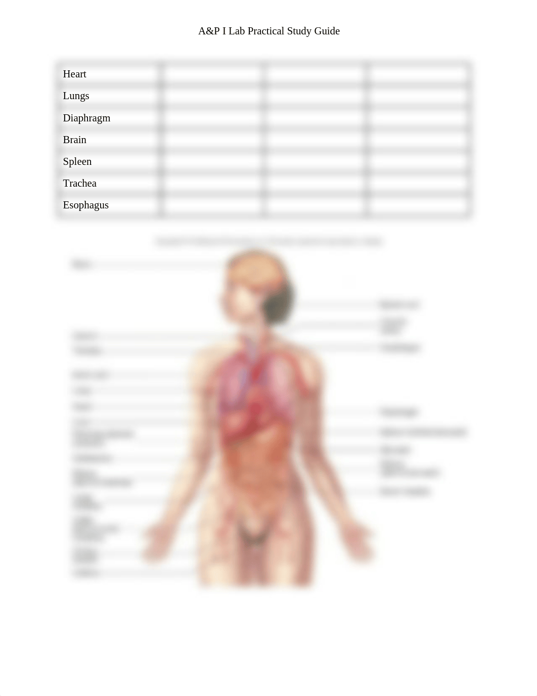 A&P I Lab Practical #1 Study Guide.docx_dp3vwhzspix_page2