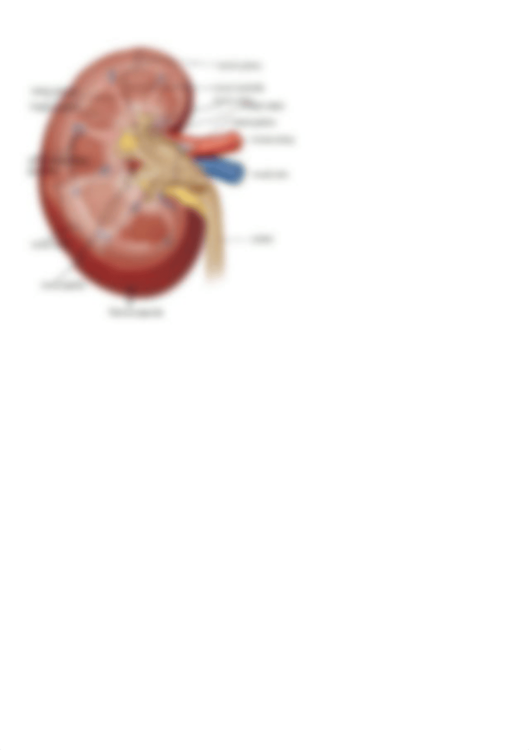 labeled kidney.png_dp43a8umc1k_page1