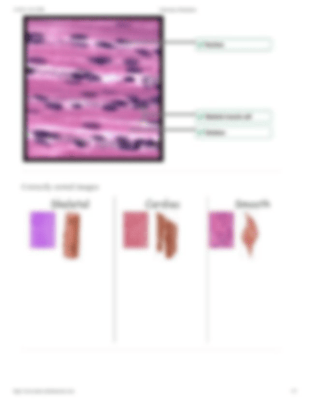 Microscopy - Muscle Tissue Histology.pdf_dp49z2dmzcj_page3