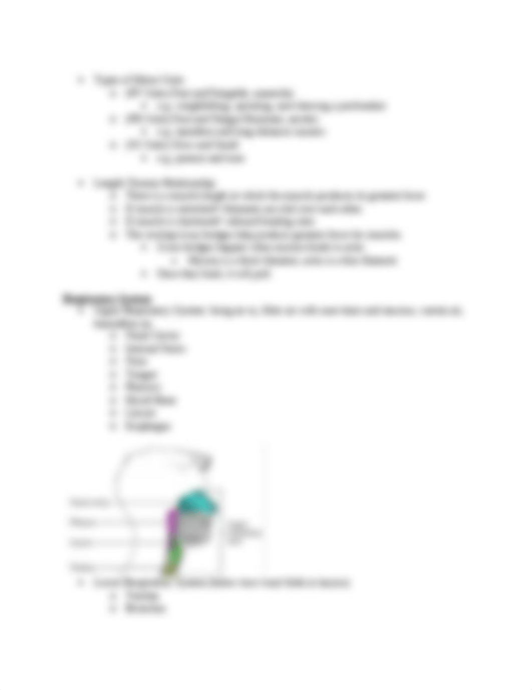 Anatomy- Exam 1 SG.docx_dp4r03o4ygm_page4