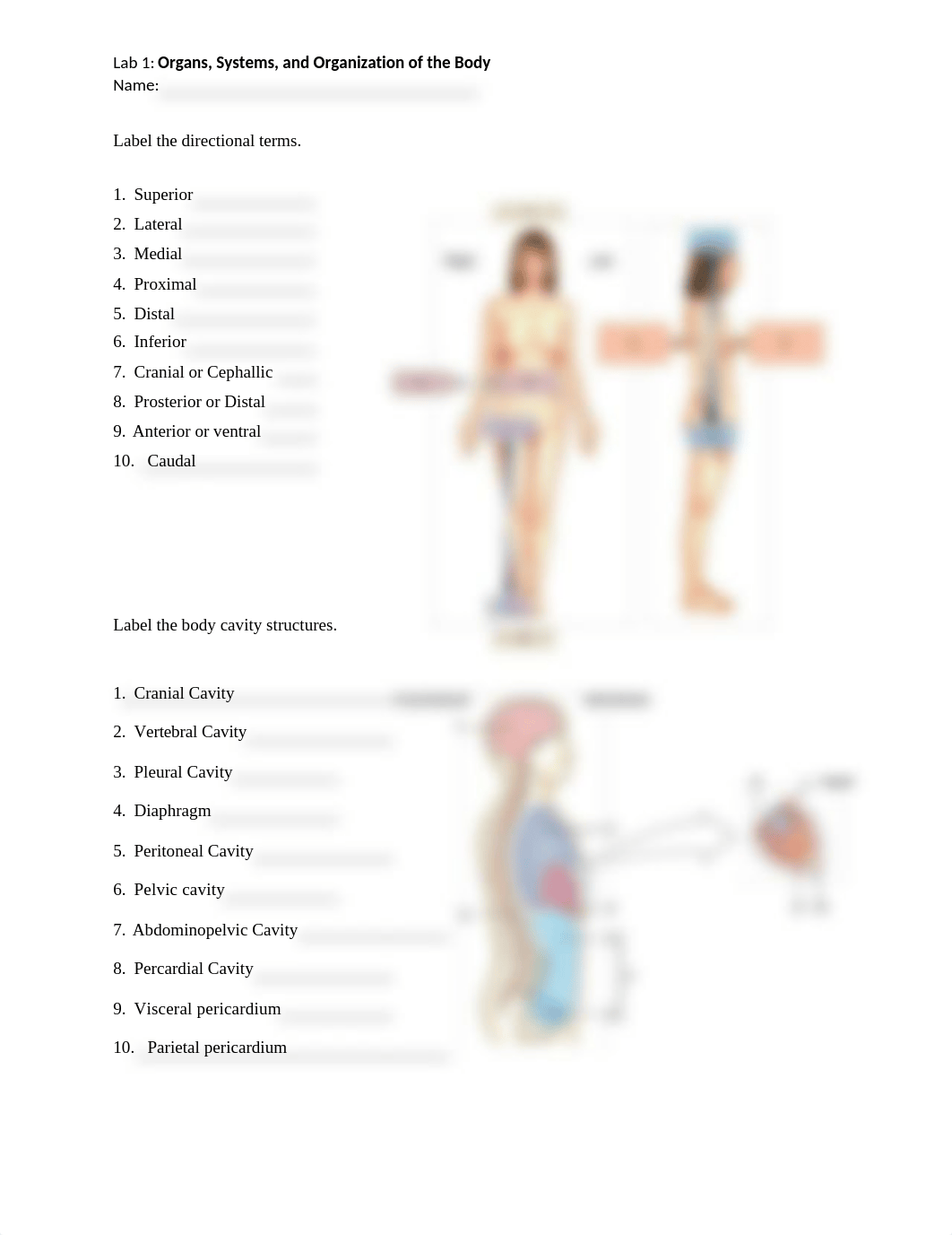 BLAB 2241 Lab 1 Organ, Systems, and Organization of the Body.docx_dp54xoq9uyf_page3