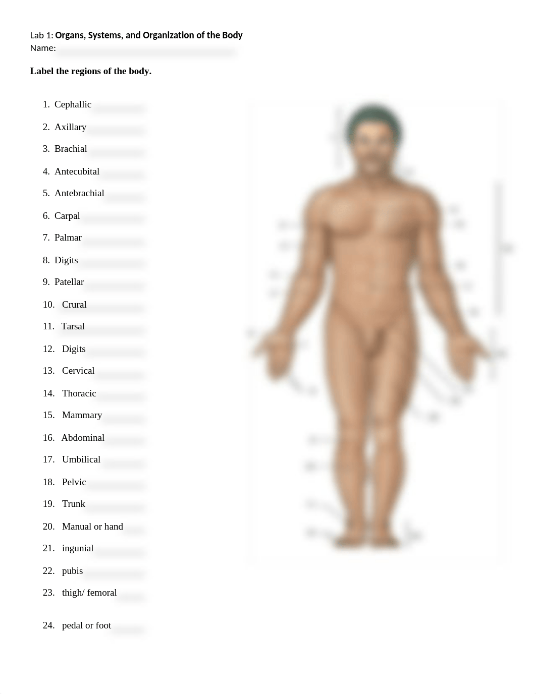 BLAB 2241 Lab 1 Organ, Systems, and Organization of the Body.docx_dp54xoq9uyf_page2