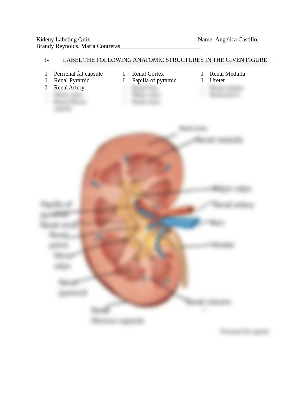 kidney labeling.docx_dp6b0os4vfv_page1