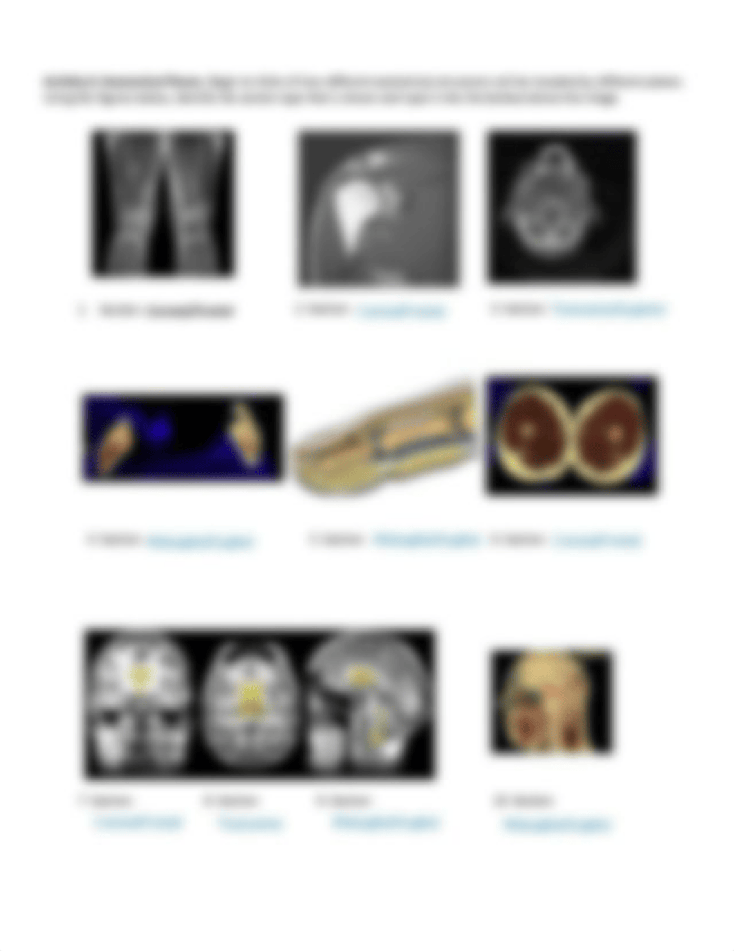 Introduction to Anatomy and Organs Lab Handout.pdf_dp72bxcahm5_page4