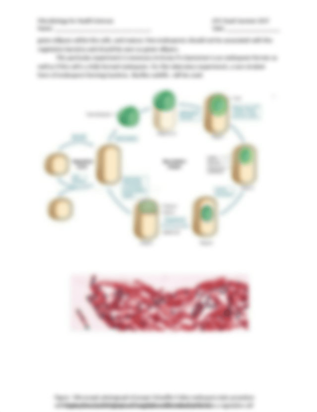 Endospore Stain Procedure.docx_dp79bp92gzm_page2