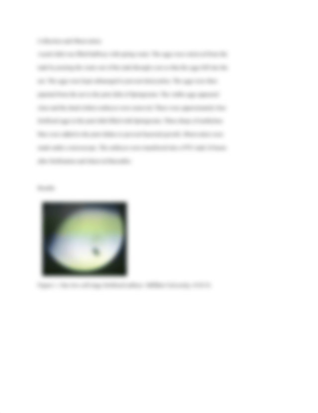 zebrafish development lab report.docx_dp7ft2we73w_page4