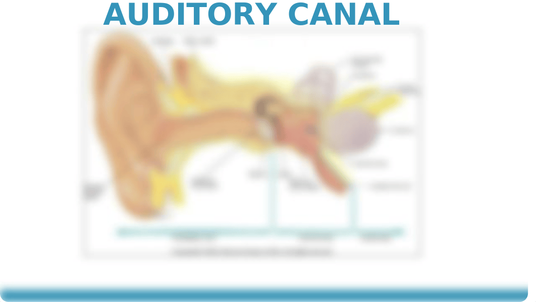 Assessment of the Ears,  Nose, Mouth, & Throat (Student lmc 2019) (1).pptx_dp7vyoobhlx_page4