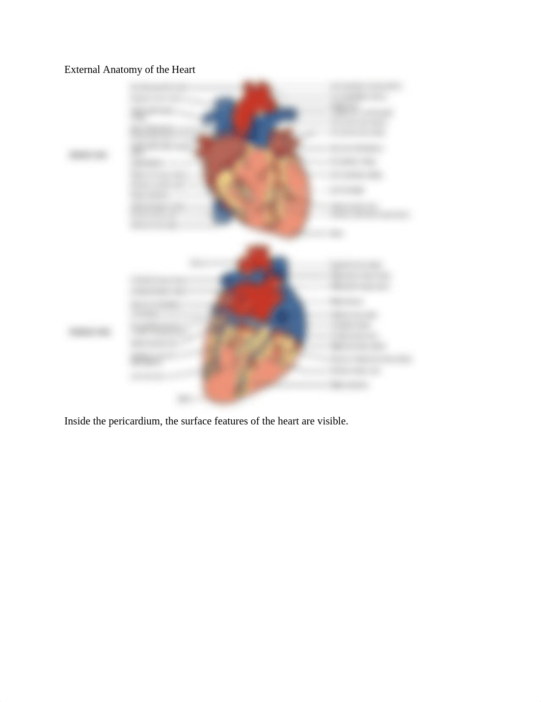 Heart.docx_dp88yvo0bh5_page5