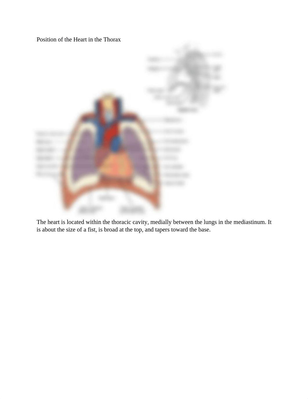 Heart.docx_dp88yvo0bh5_page1