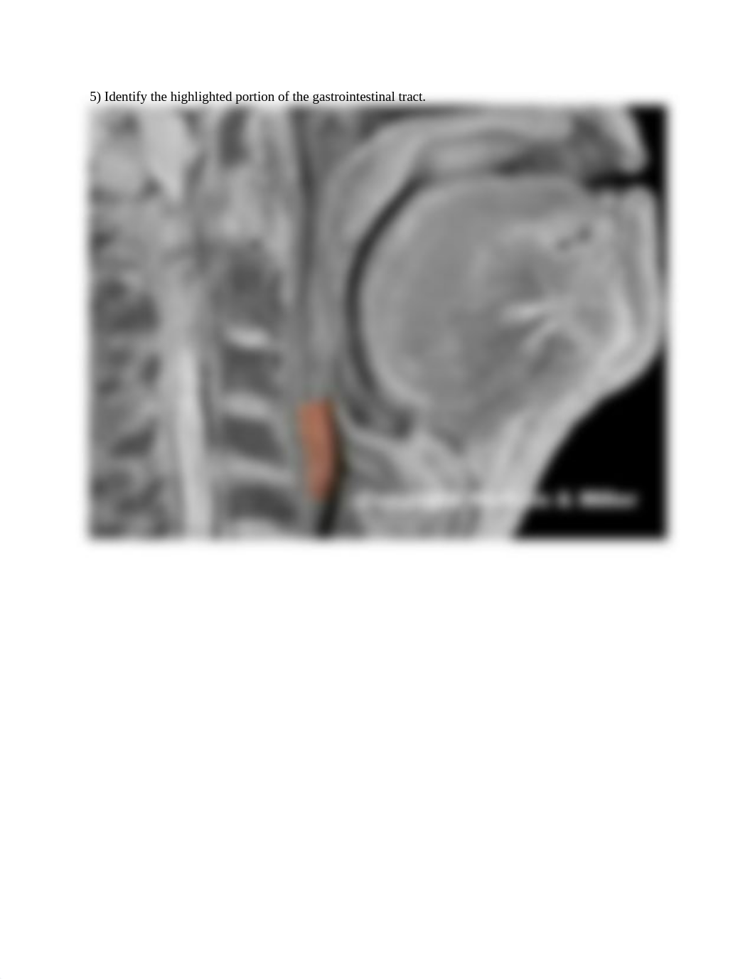 REAL_ANATOMY_LAB_07_digestive_anatomy.docx_dp8sl8lwl9w_page5