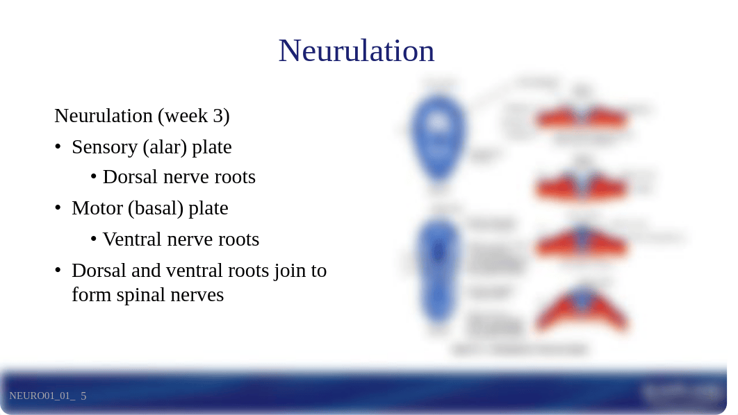 NeuroCoursepack.pdf_dp9426cnh2t_page5