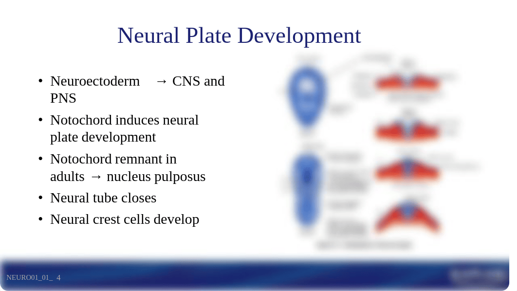 NeuroCoursepack.pdf_dp9426cnh2t_page4