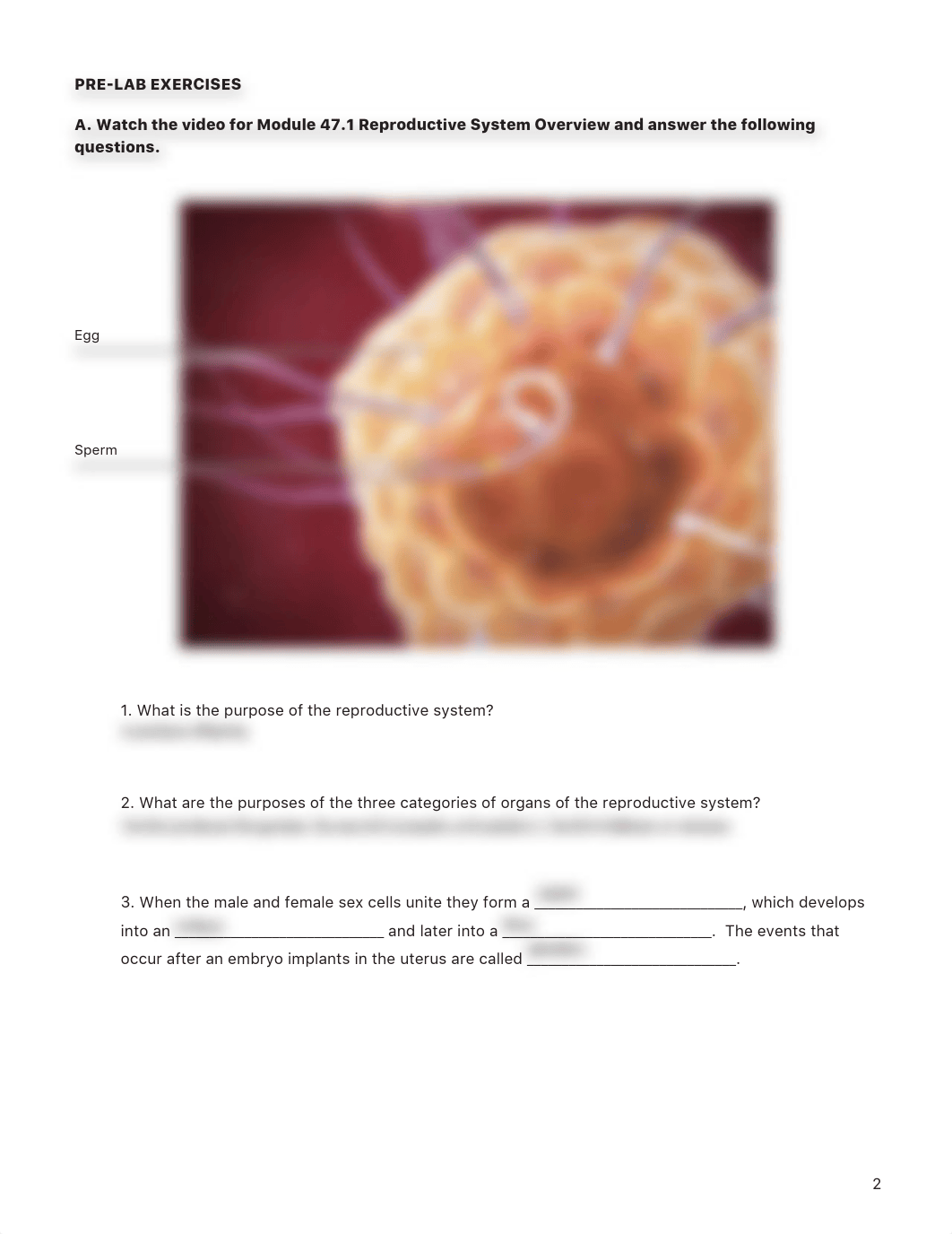 BIOL 1162 VB - the reproductive system.pdf_dp9w4x5civ3_page3