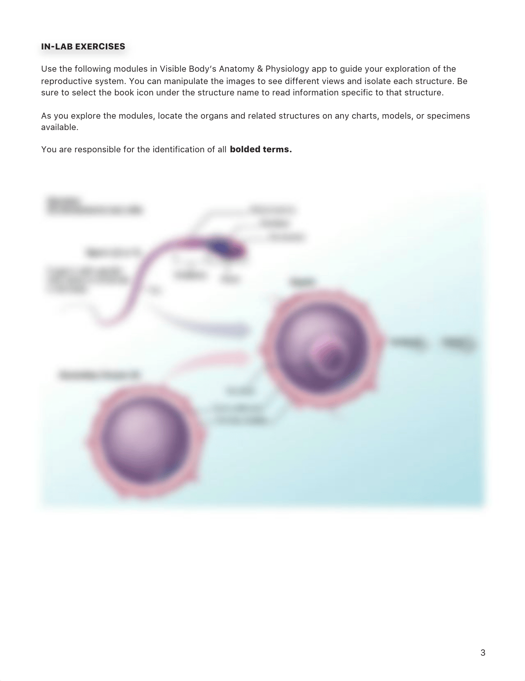 BIOL 1162 VB - the reproductive system.pdf_dp9w4x5civ3_page4