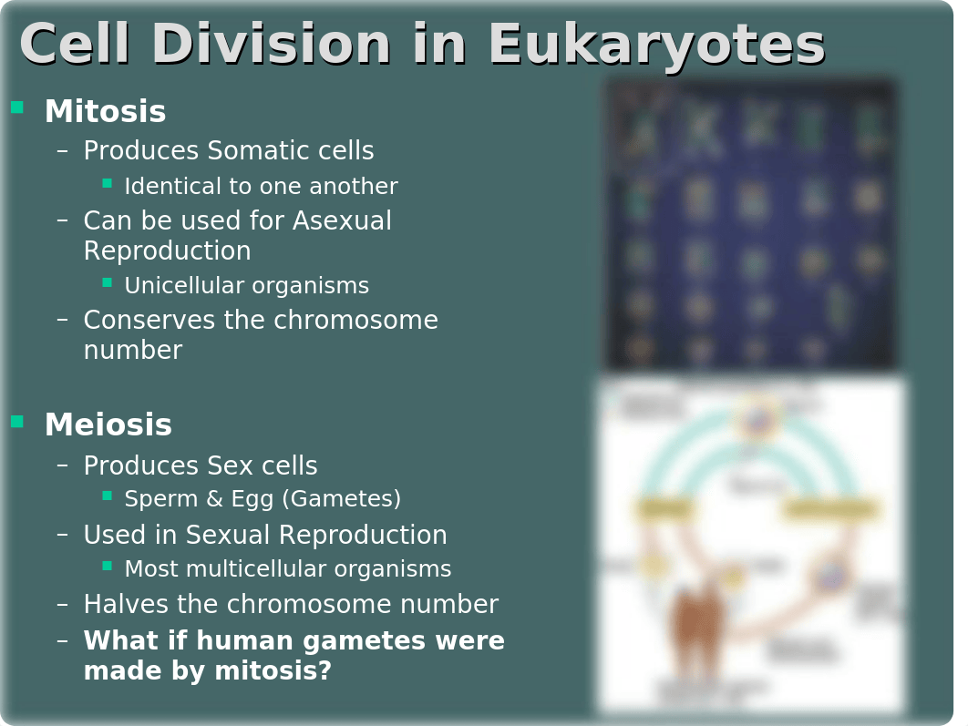 Meiosis Ch. 13.ppt_dpa8yjo80a4_page2