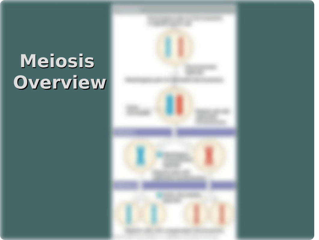 Meiosis Ch. 13.ppt_dpa8yjo80a4_page5