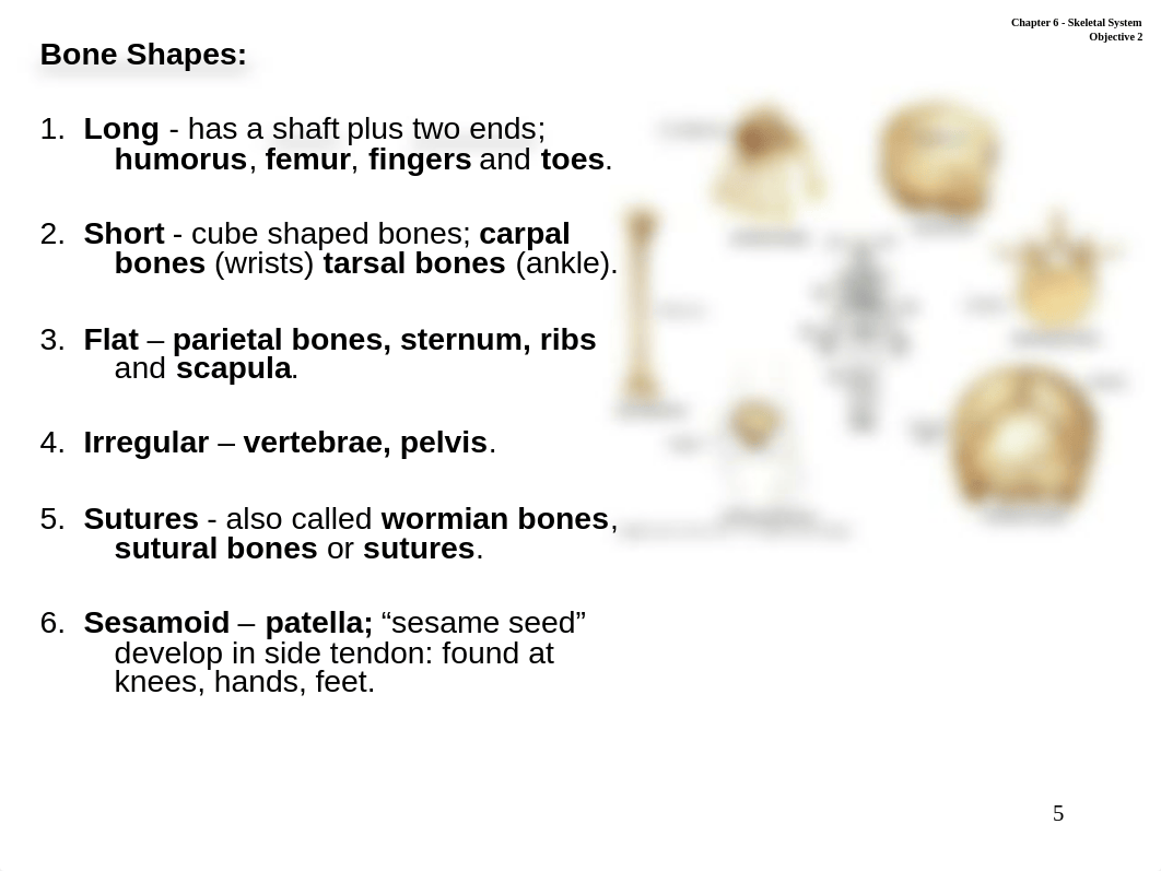 Anatomy and Physiology I-Chapter 6 Skeletal System spring 20151 (1).ppt_dpaa53vn1eh_page5