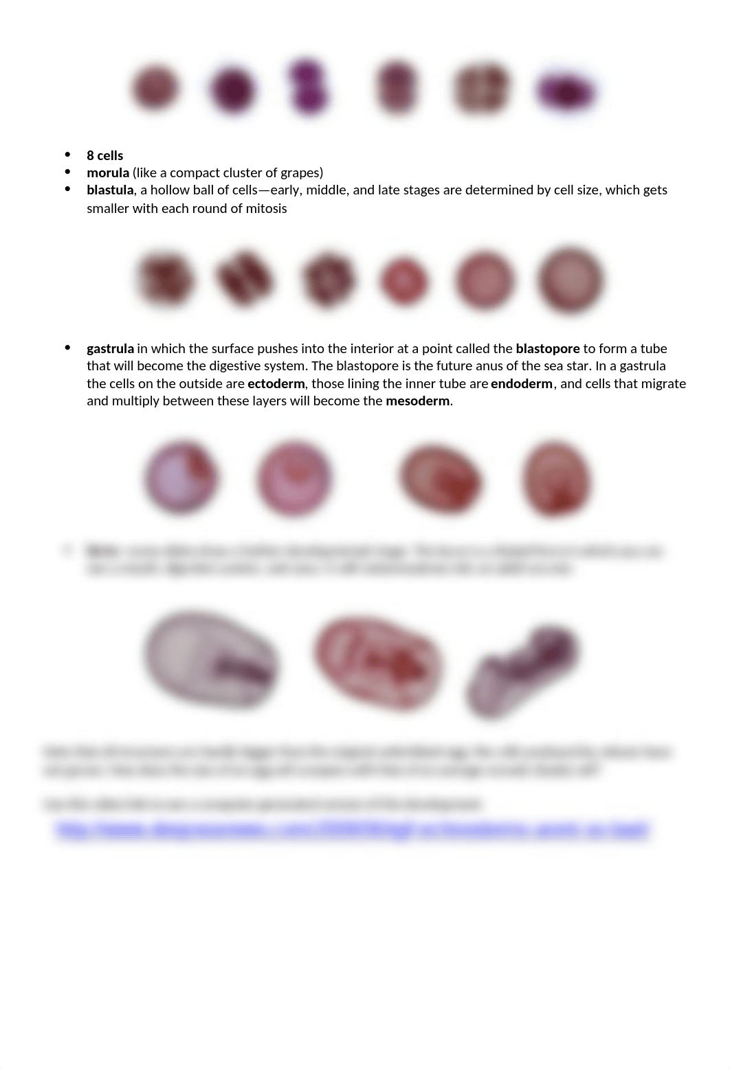 Laboratory Notes for Starfish and Chick development final.docx_dpaf018e6ar_page2