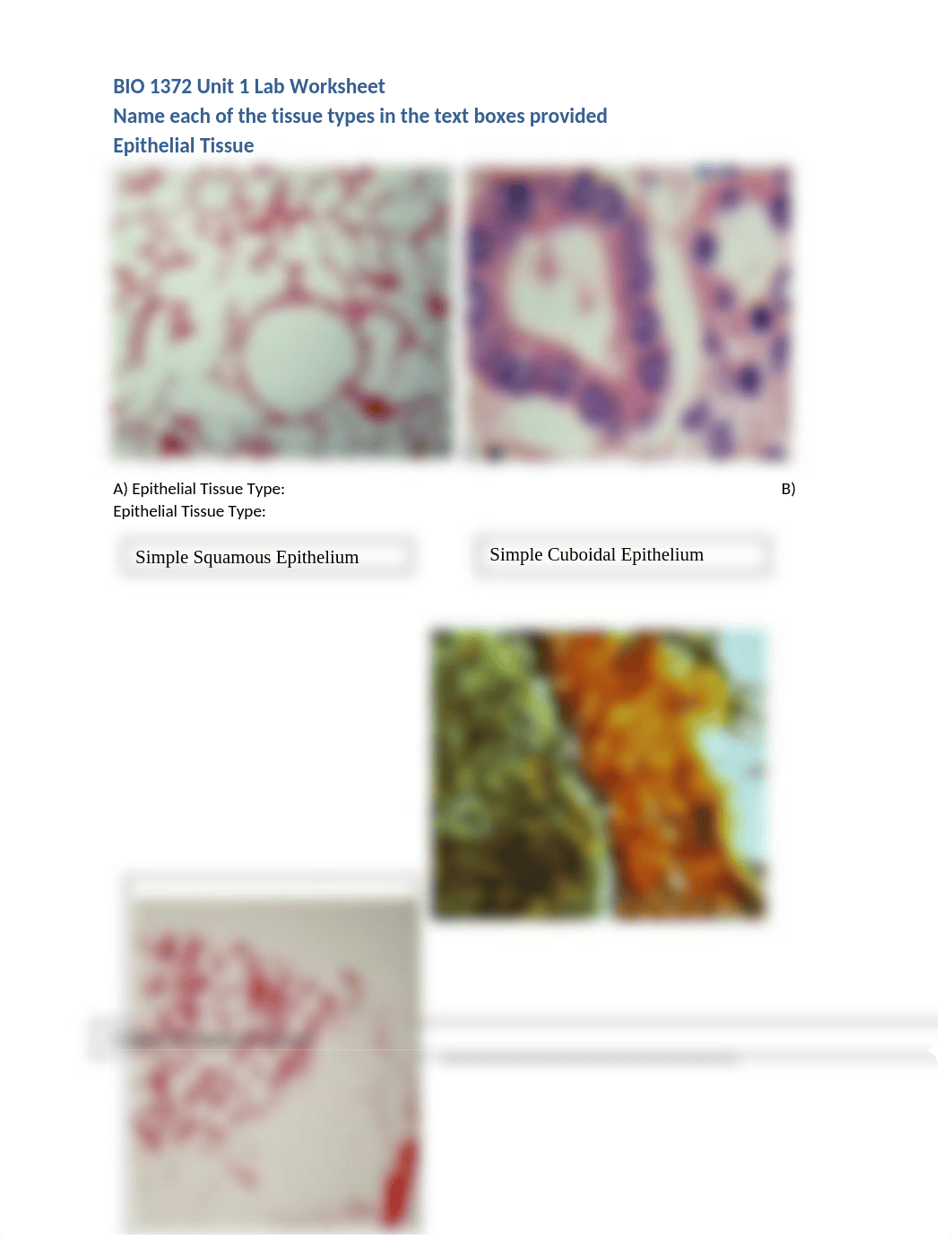 BIO 1372 Unit 1 Lab Worksheet(1)_dpb2ntljaqa_page1