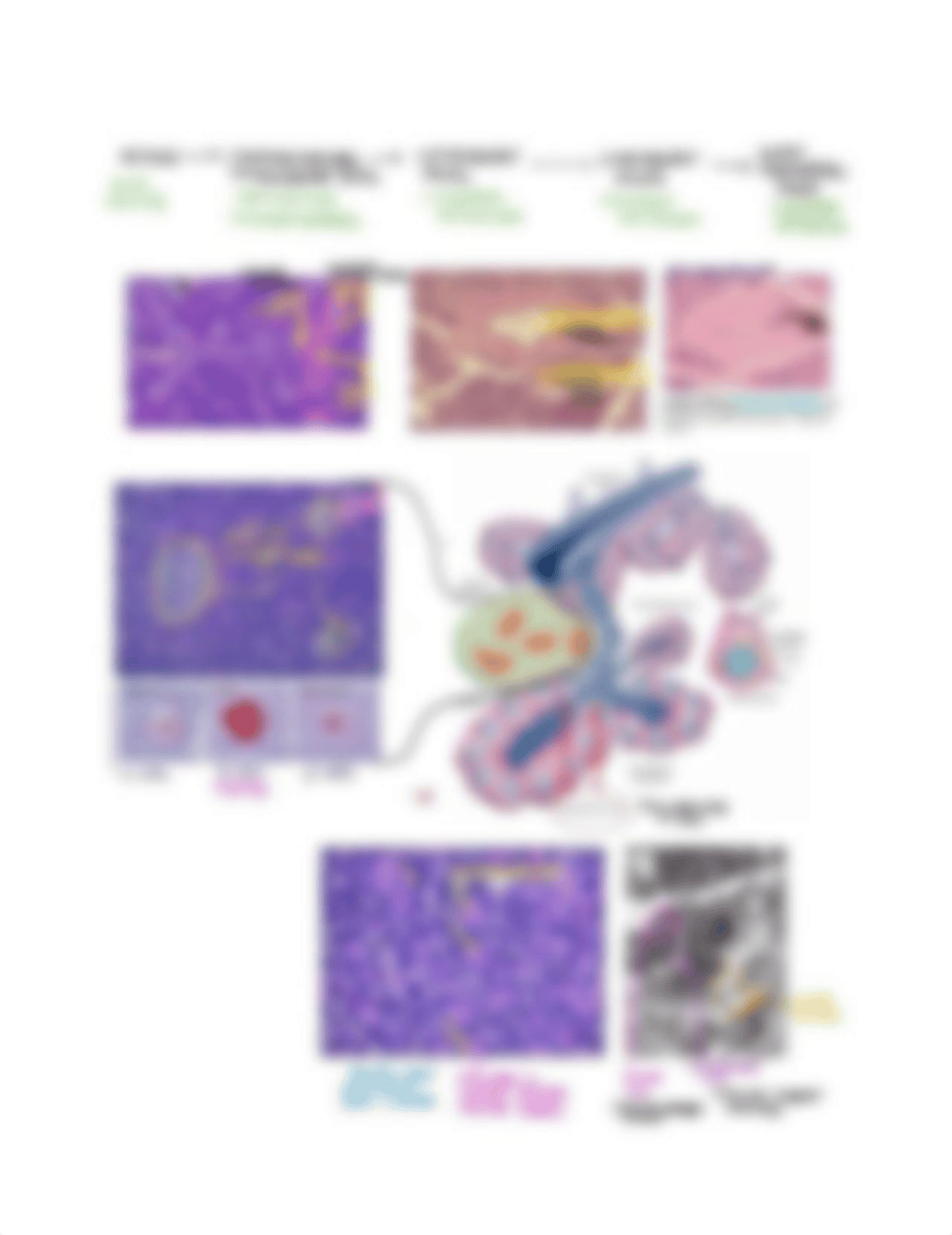 Histology of the Pancreas.pdf_dpb8ng37qt0_page2