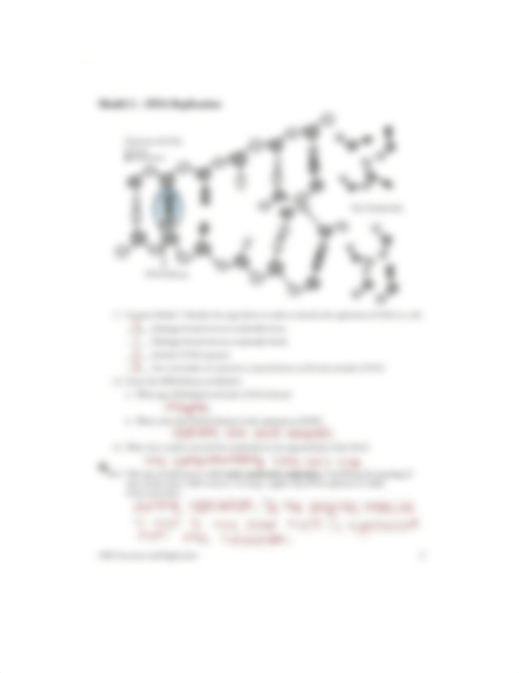 EAnderson DNA Structure and Replication.docx_dpc2bv4rsi0_page3