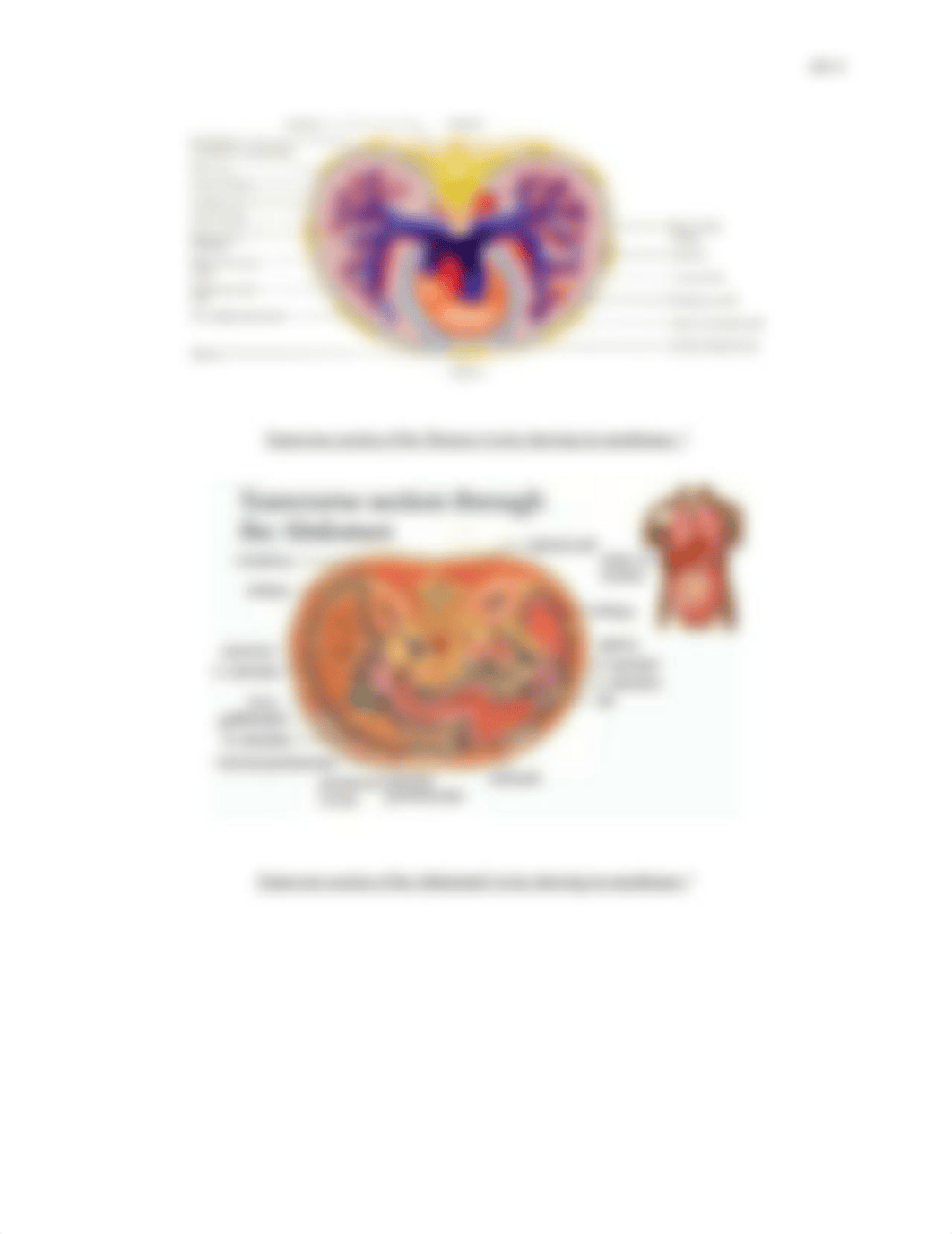 Body Cavities Lab Report_dpc5qpkw98b_page4