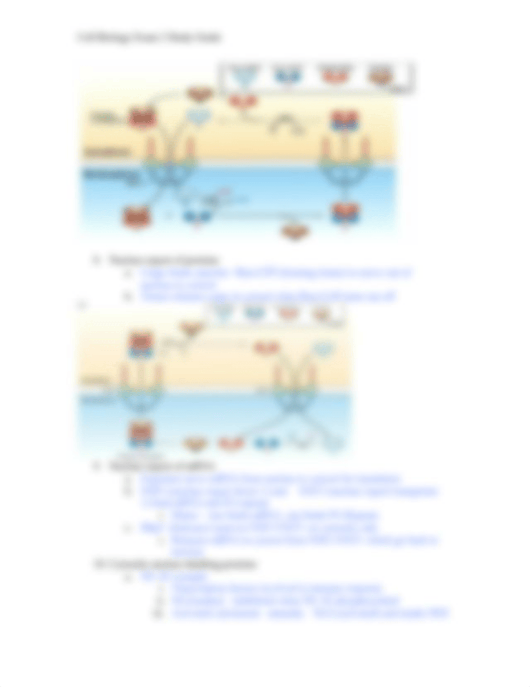 Cell Biology Exam 2 Study Guide.docx_dpd044gqznj_page2