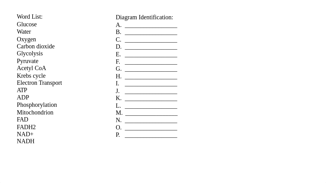 Cellular Respiration Worksheet.pdf_dpd8e97kc6p_page2