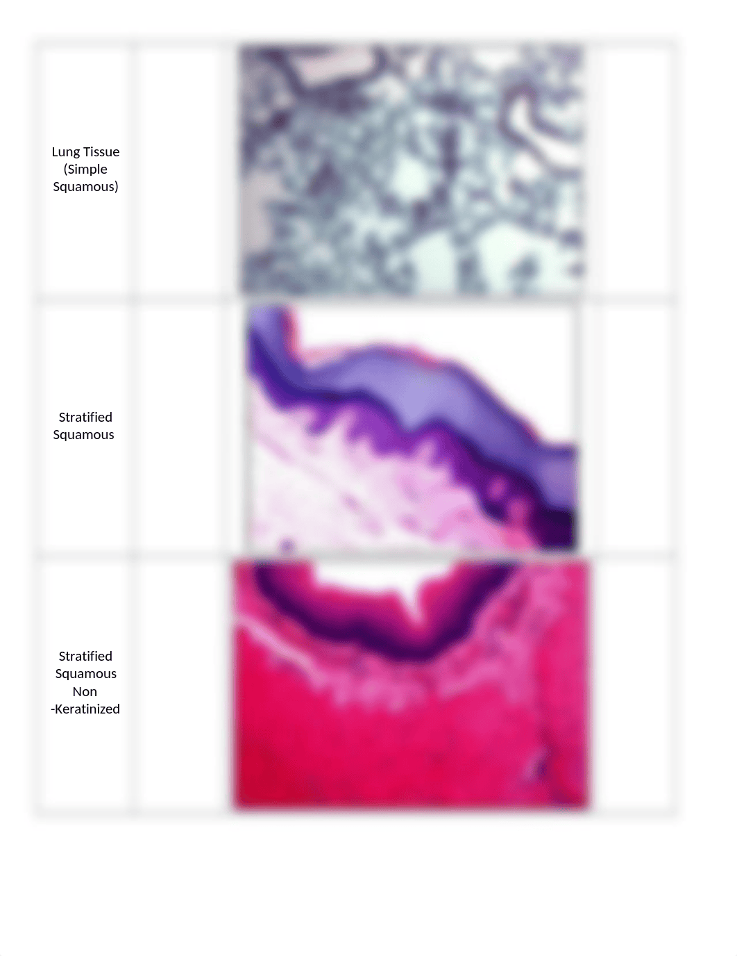 30 - Histology_RPT.docx_dpdoa6ybo8u_page2