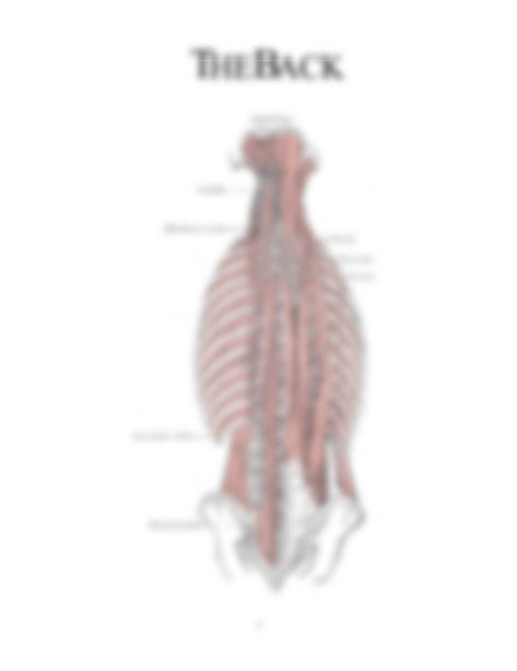 Anatomy_ClinicalSupplement_2019_07_27.pdf_dpe5970lefh_page4