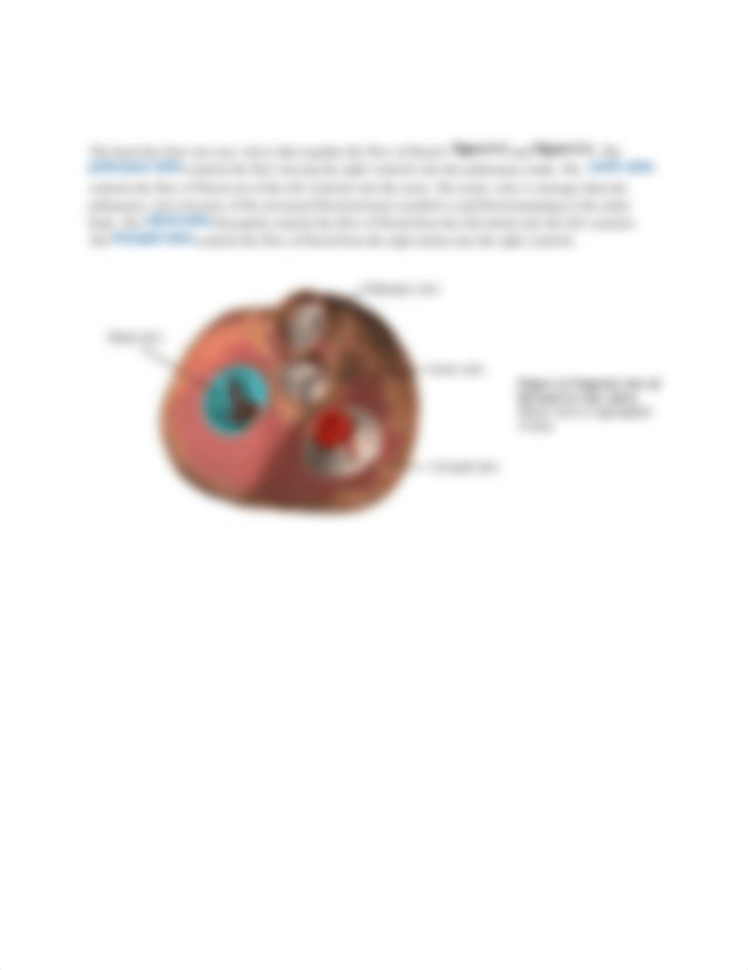 Module 4. Cardiovascular System.docx_dpec0qtez8h_page3