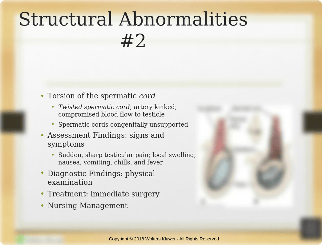 Reproductive PPT_Chapter_55(1).pptx_dpeqcjvhp5h_page3