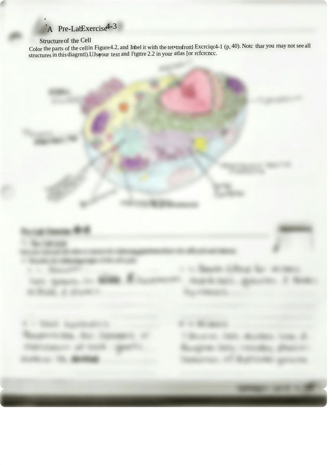 A&P Prelab unit 4.pdf_dpet7omw4e5_page2