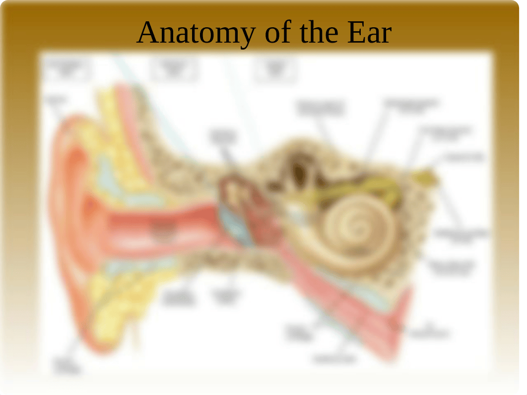 1.3 Histology of the Ear.ppt_dpf3ay058sp_page5